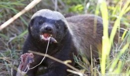 粉丝爆料平头哥视频下载,粉丝爆料背后的精彩瞬间