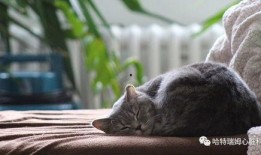 新闻爆料奇怪的猫咪视频,这是外星生物吗？